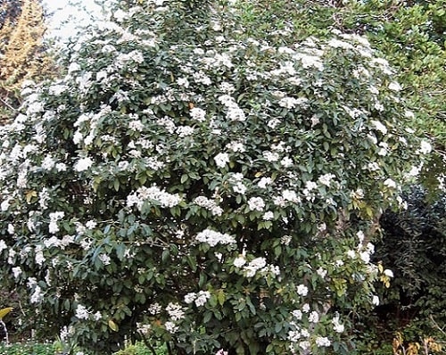 Viburnum lucidum: características, habitat, propriedades, cultivo, cuidados