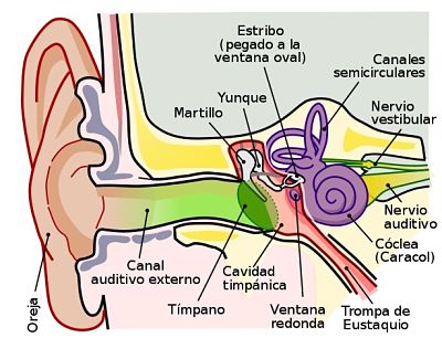 Tuba de Eustáquio: características, funções, distúrbios e disfunções 8
