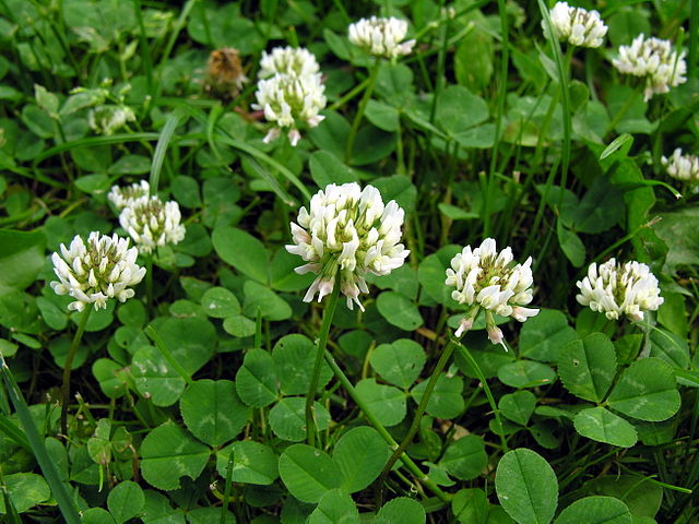 Trifolium repens: características, habitat, cultivo, cuidados, toxicidade 7