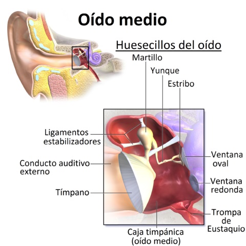 Ototubarite: sintomas, causas, sequelas, tratamentos