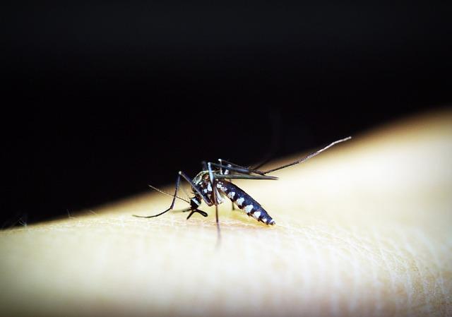 8 Consequências da dengue no ser humano 9