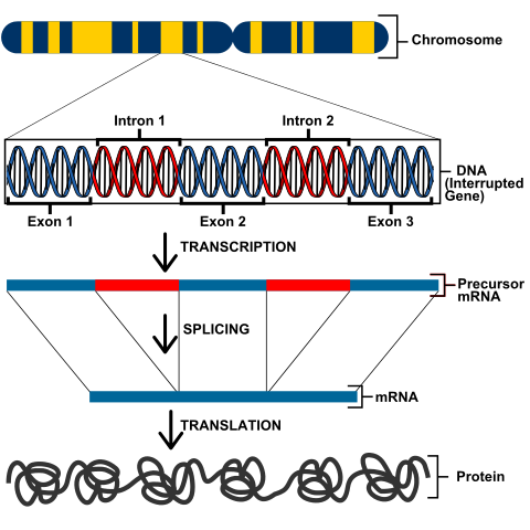Transcrição do DNA: processo em eucariotos e procariotos