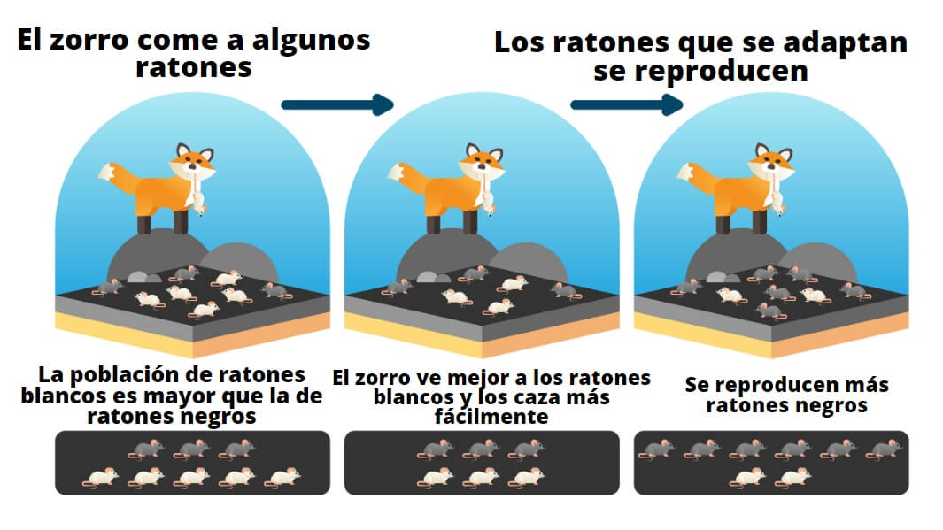 Adaptación de los seres vivos: tipos, características y ejemplos ...