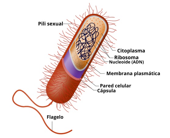 Célula bacteriana: características e estrutura (partes)