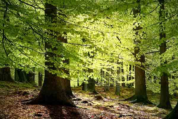 Ecossistema florestal: características, flora, fauna, exemplos