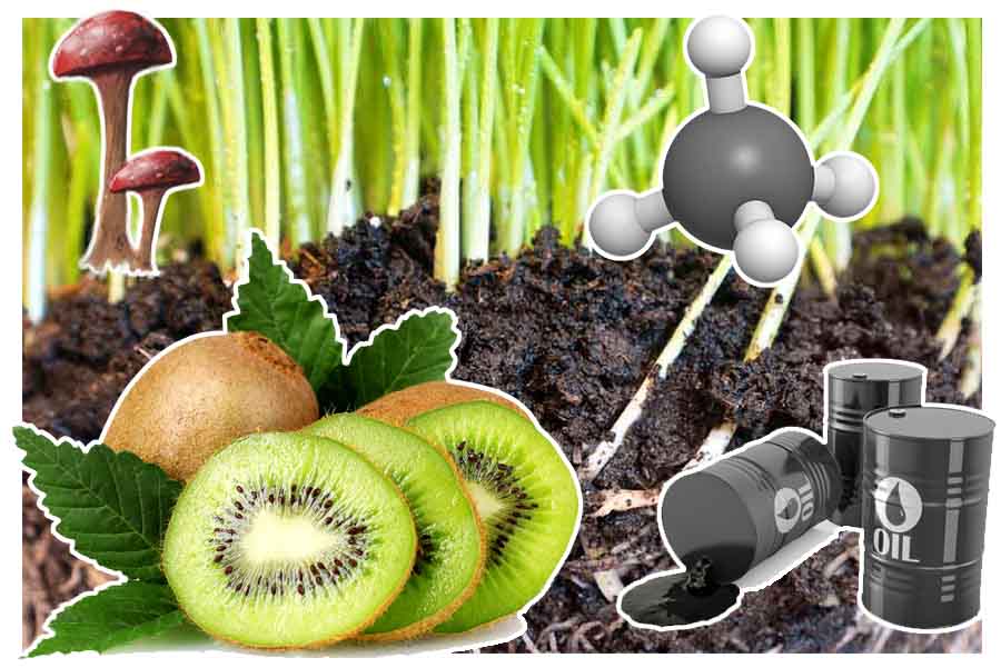 A importância dos compostos orgânicos: 7 razões