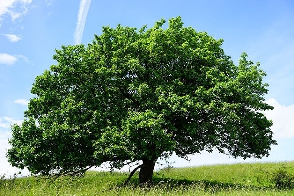 Sorbus ária: características, habitat, propriedades, cultivo