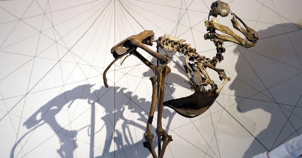 Le cinque grandi estinzioni nella storia della Terra