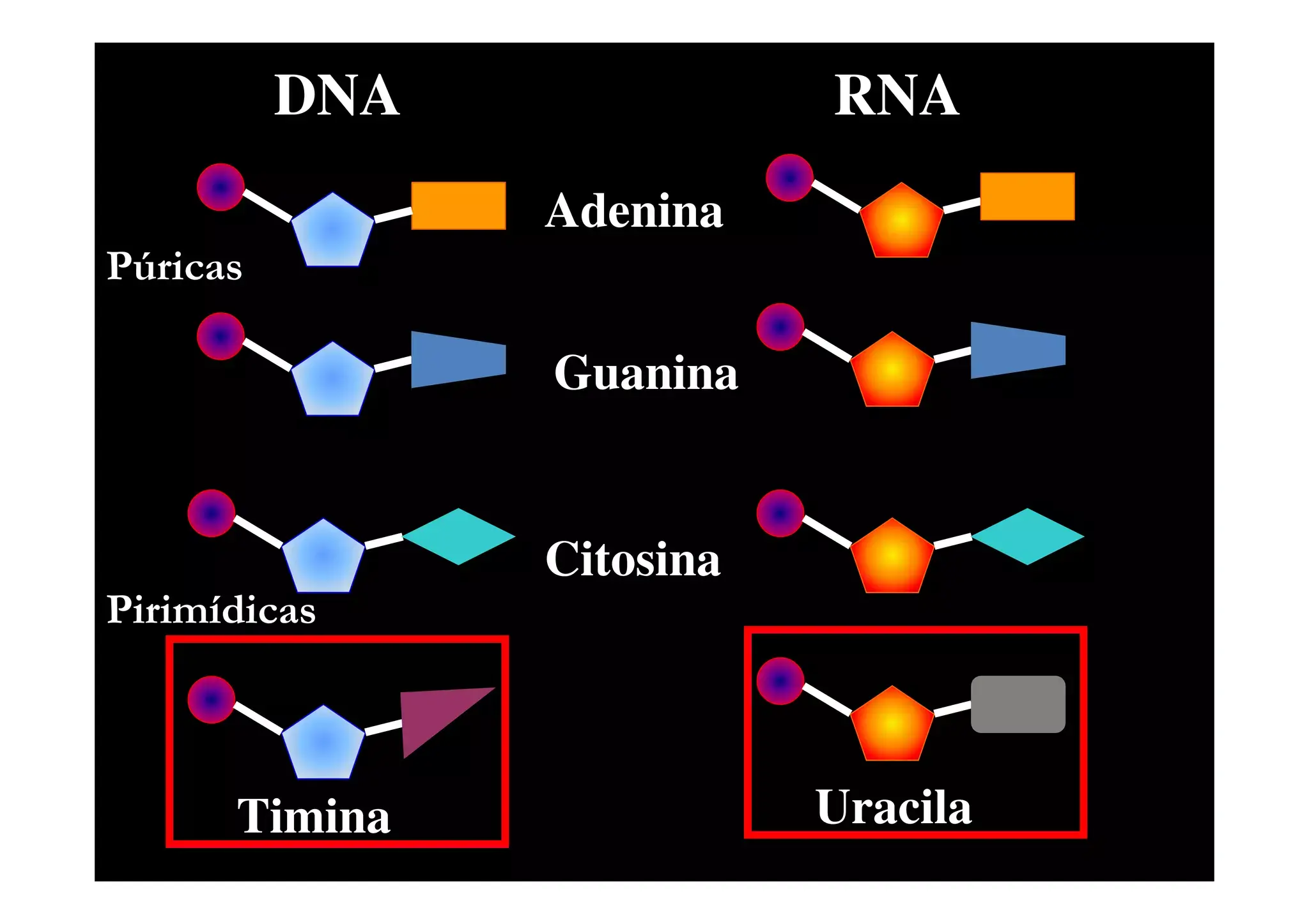 Illustrazione delle basi azotate DNA e RNA