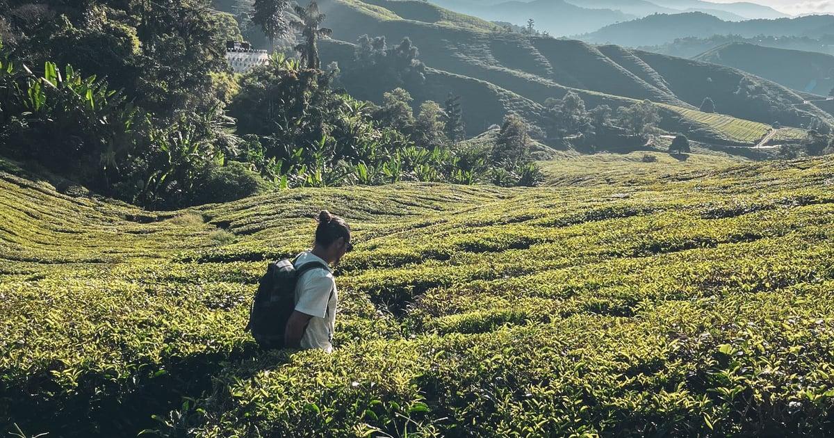 coltivazioni di tè nelle highlands della thailandia
