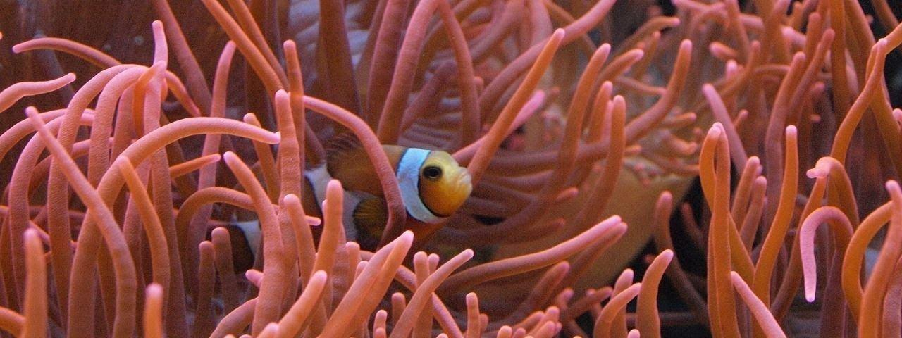 O que é uma relação simbiótica?