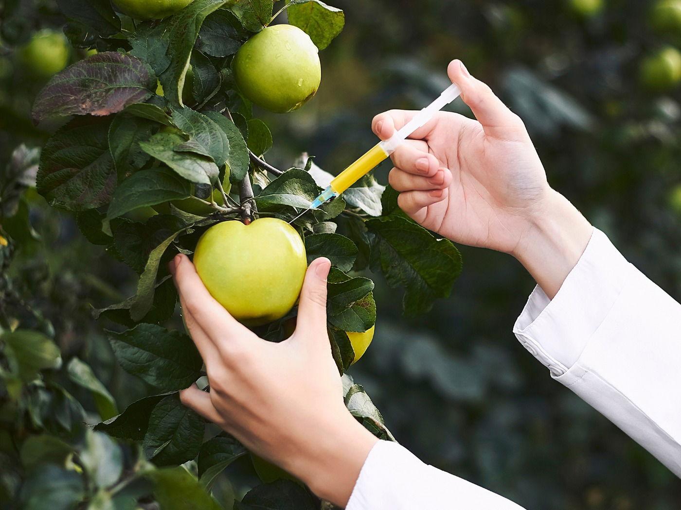 alimenti transgenici e ogm