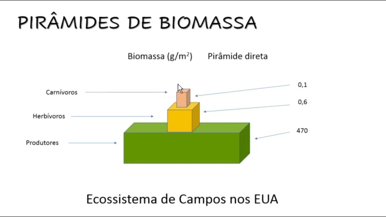 Piramidi di biomassa ed energia