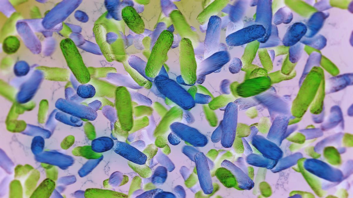 dieta e bactérias intestinais