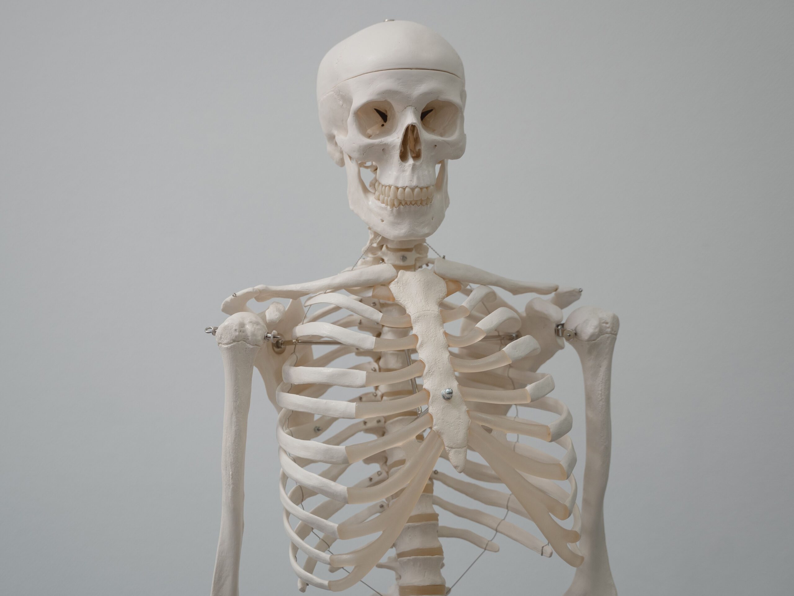 Modelo anatómico de un esqueleto humano utilizado para ilustrar la estructura ósea y la fragilidad esquelética.