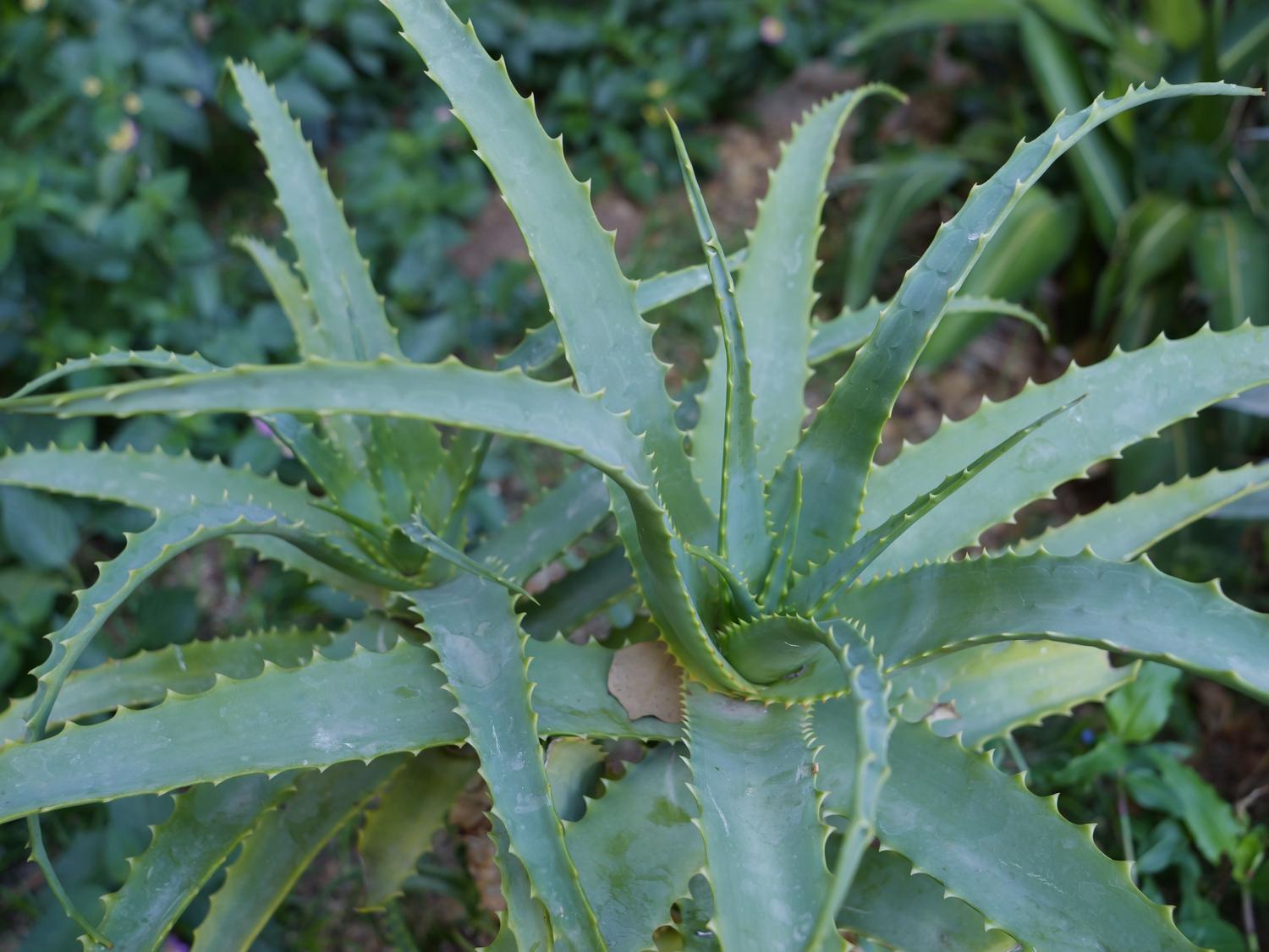 Planta de Aloe Vera em primeiro plano, representando os remedios naturais e antiinflamatórios para aliviar desconfortos anais.