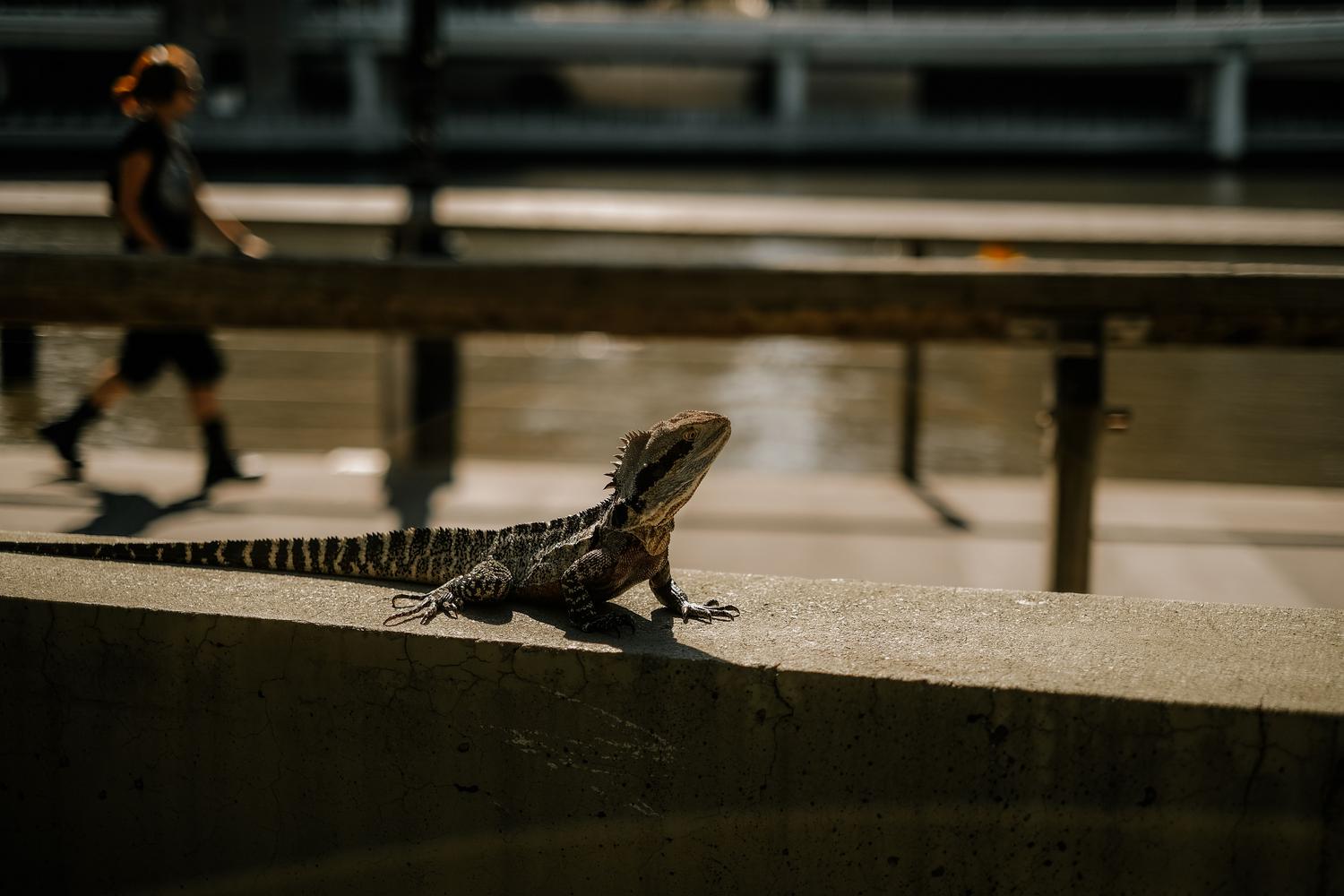 Lagarto adaptado ao entorno urbano utilizando uma parede soleada como superfície de termorregulação.