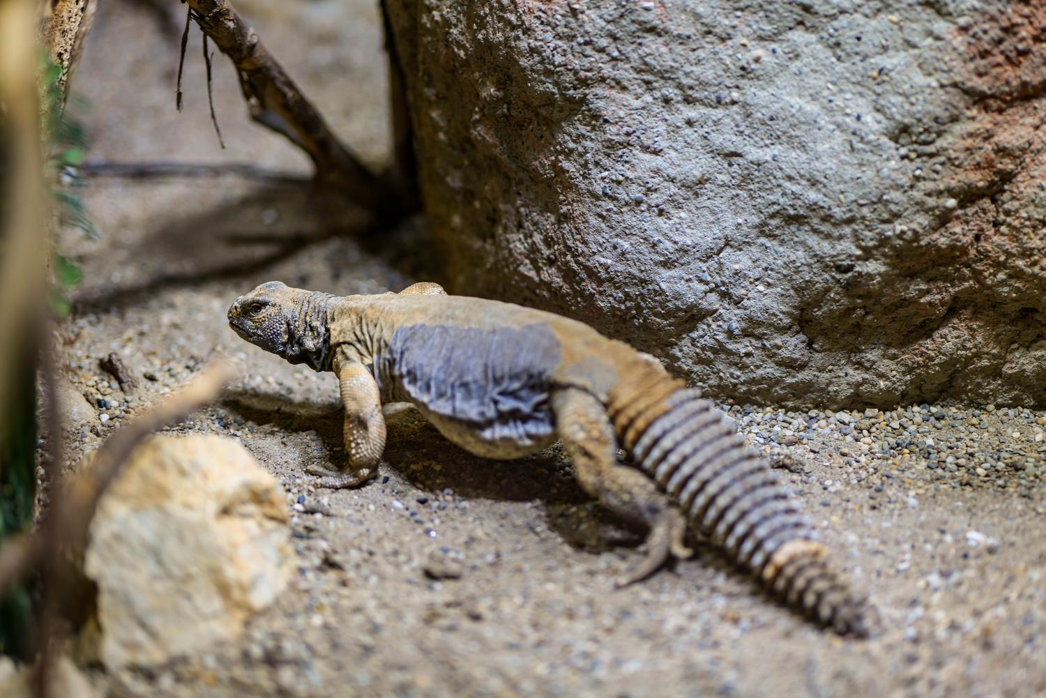 Primer plano de un lagarto de cola espinosa en su hábitat rocoso, destacando su piel texturizada y adaptaciones al desierto.