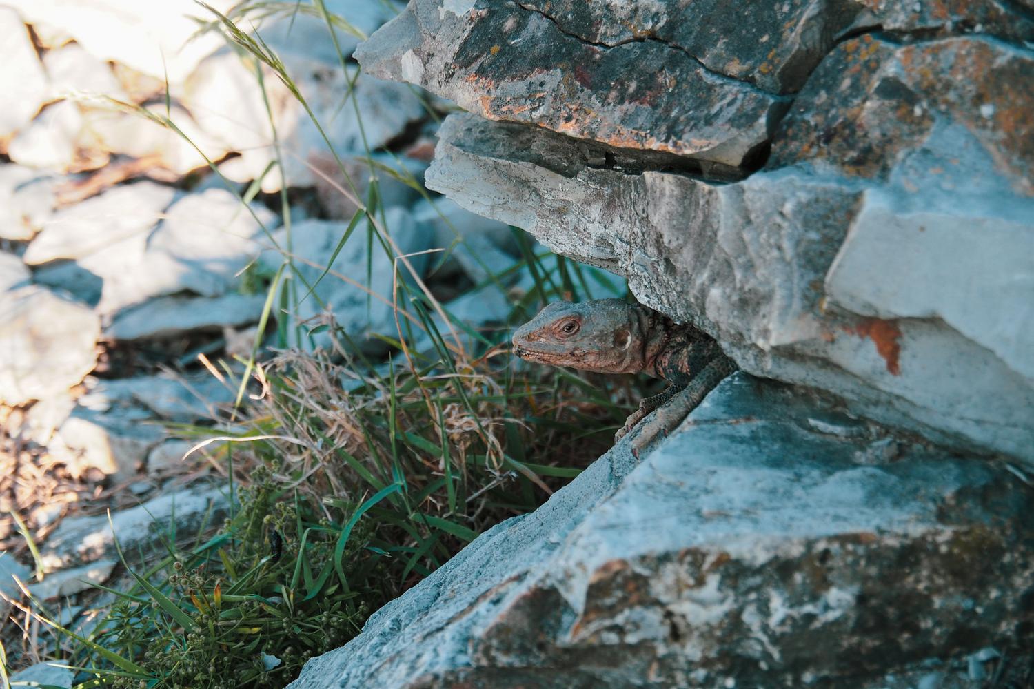 Lagarto adaptado a entornos montañosos y climas fríos entre rocas y vegetación.