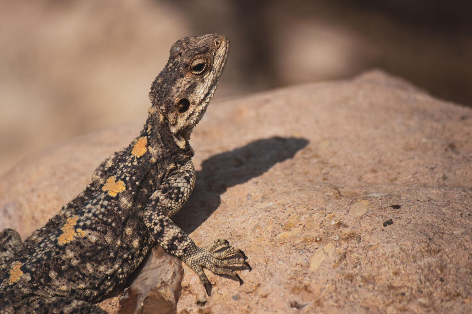Lagarto Agama tomando o sol sobre uma roca para regular sua temperatura corporal através da ectotermia.