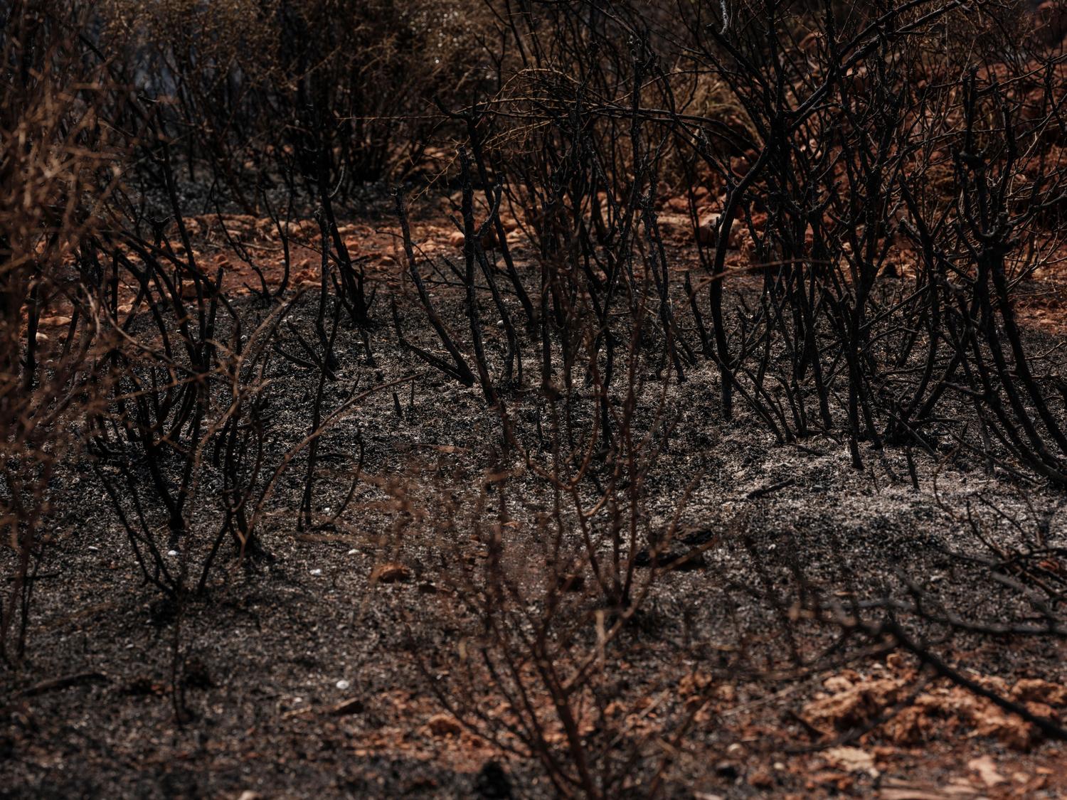 Suelo forestal carbonizado cubierto de cenizas y tierra rojiza cocida, ilustrando la hipótesis del horno natural donde el fuego endureció la arcilla.