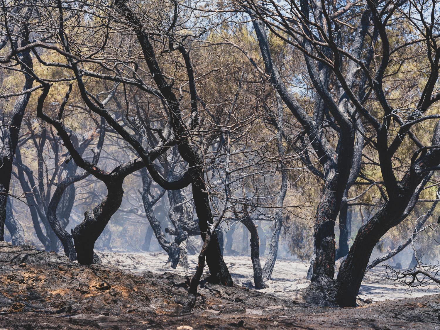 Paisaje de bosque calcinado tras un incendio forestal, representando el entorno caótico que pudo dar lugar a descubrimientos tecnológicos prehistóricos.