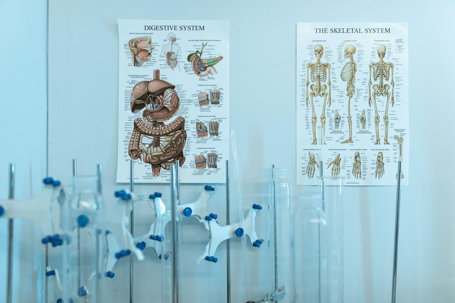 Pósters de anatomía humana en un laboratorio médico, proporcionando contexto educativo y académico.