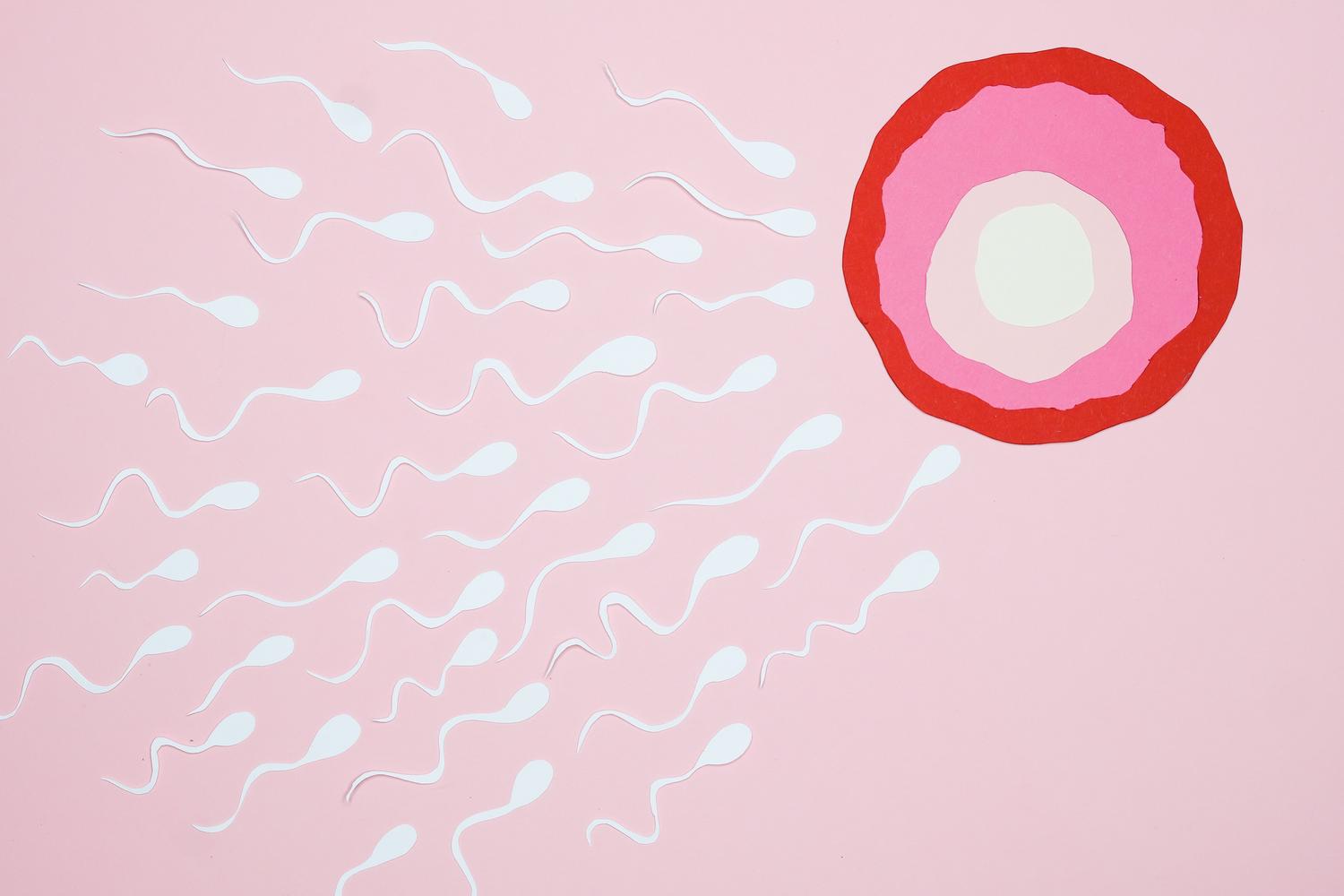 Representación artística de espermatozoides nadando hacia un óvulo, ilustrando el proceso de fertilización humana.