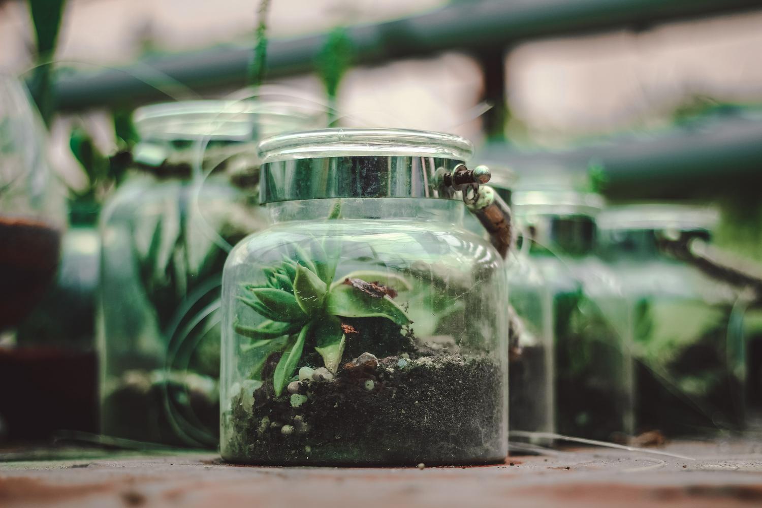 Un terrario detallado con suculentas en un frasco de vidrio, mostrando un ecosistema sostenible en miniatura.