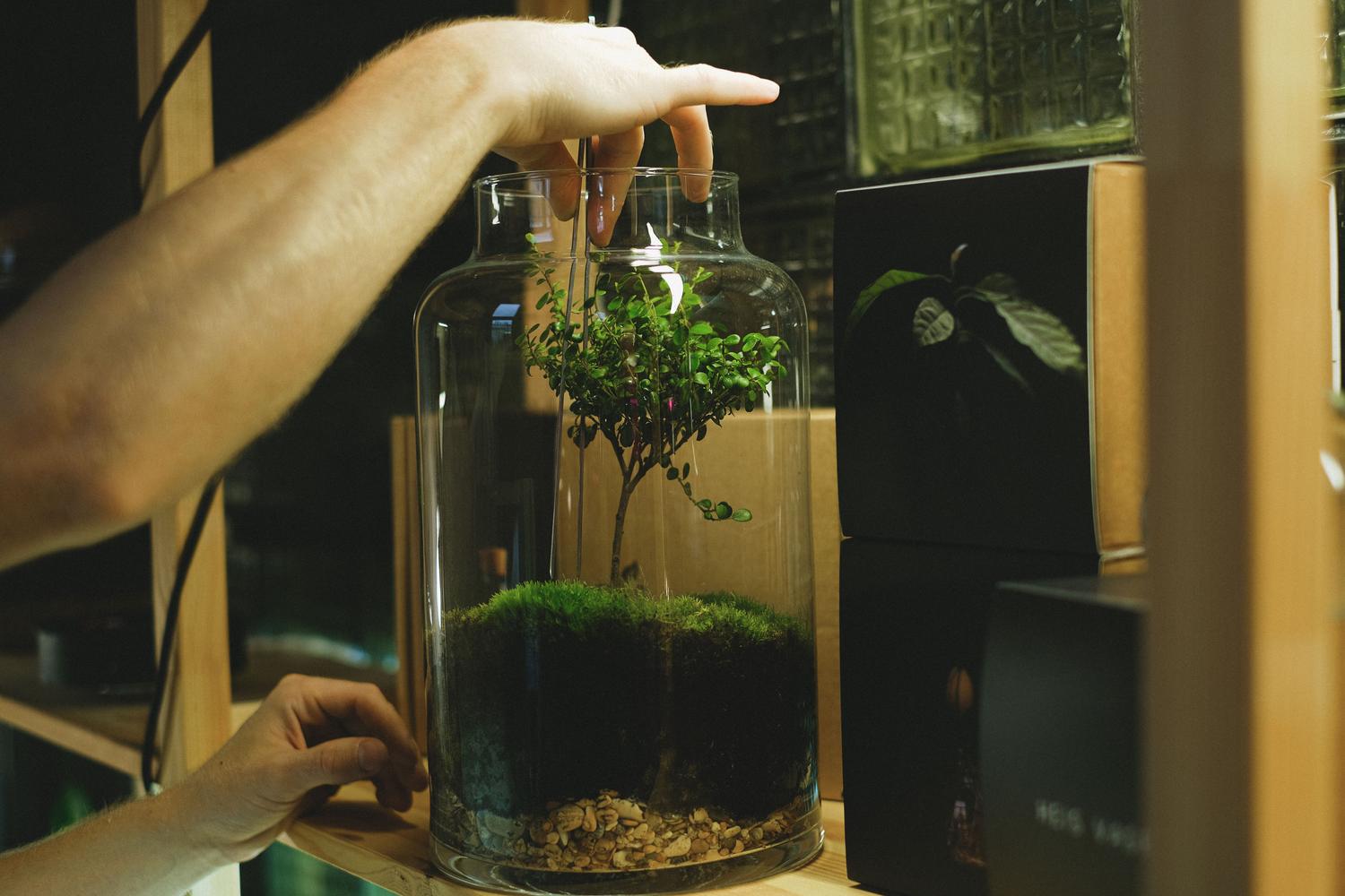 Manos ensamblando un terrario con musgo y una pequeña planta, ilustrando la construcción práctica de biomas.