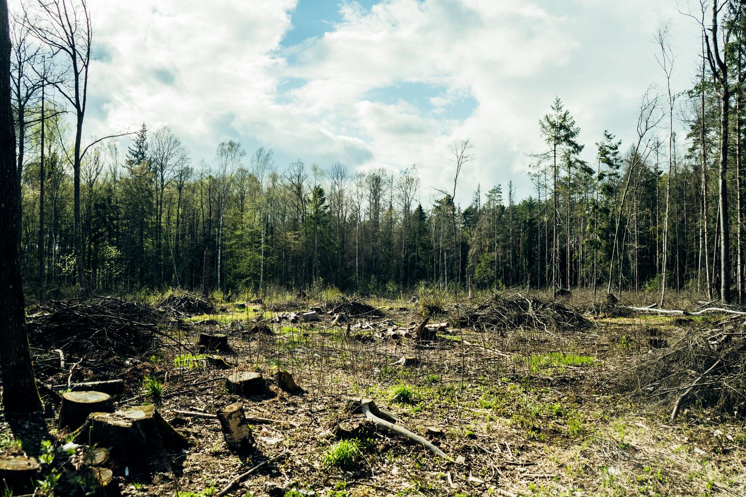 Área deforestada com tocones de árboles, mostrando el impacto ambiental que aumenta el riesgo de brotes zoonóticos.