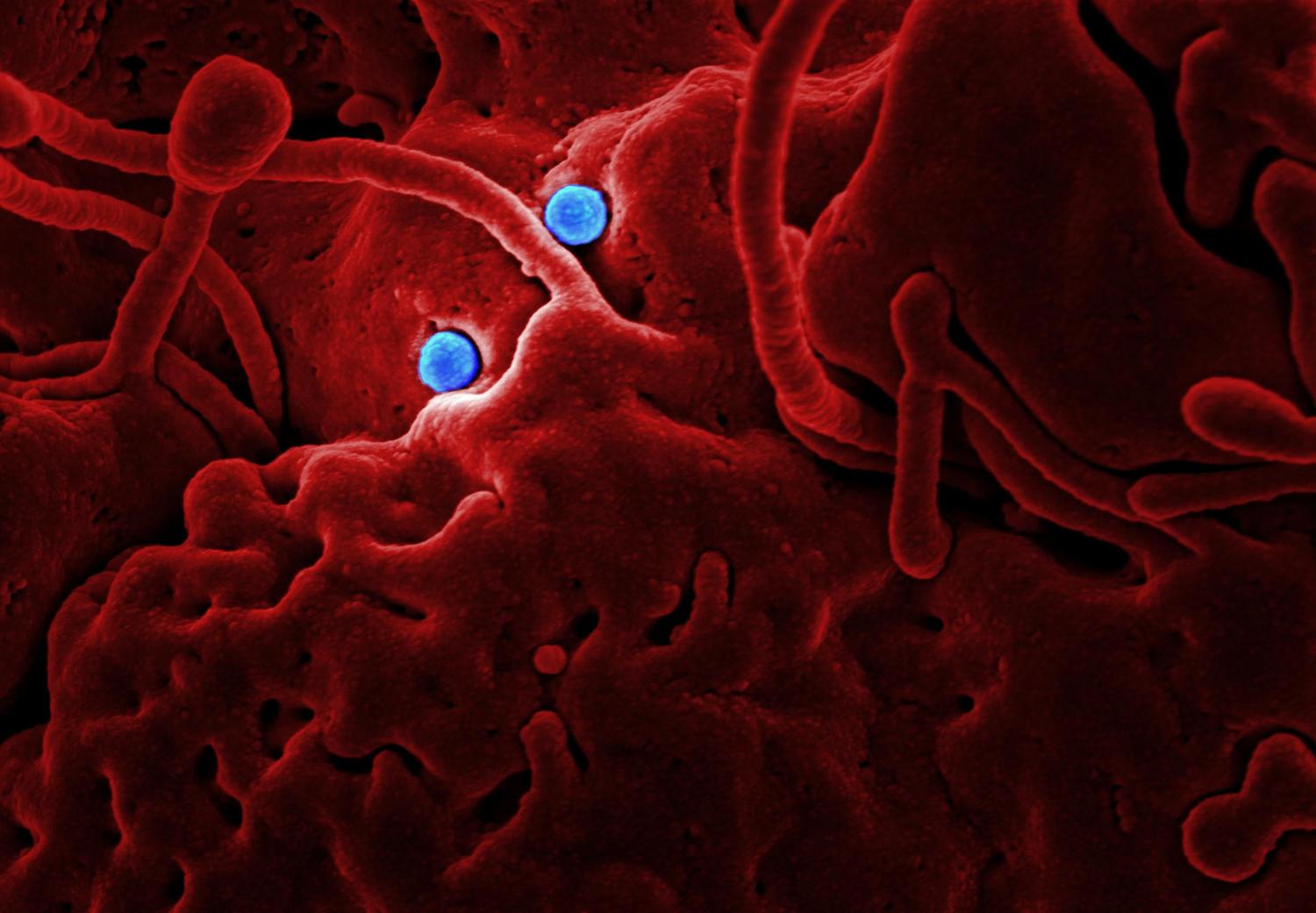 Imagen microscópica detallada de partículas virales, representando los agentes causales de las zoonosis.