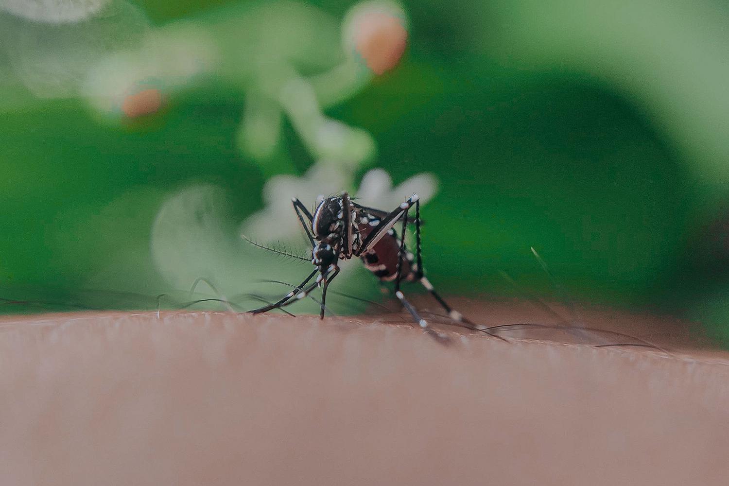 Primer plano de un mosquito picando la piel humana, ejemplificando la transmisión de zoonosis a través de vectores.