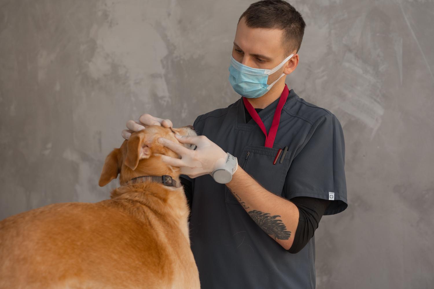 Veterinario con mascarilla examinando a un perro en una clínica, ilustrando la relación entre la salud animal y humana.