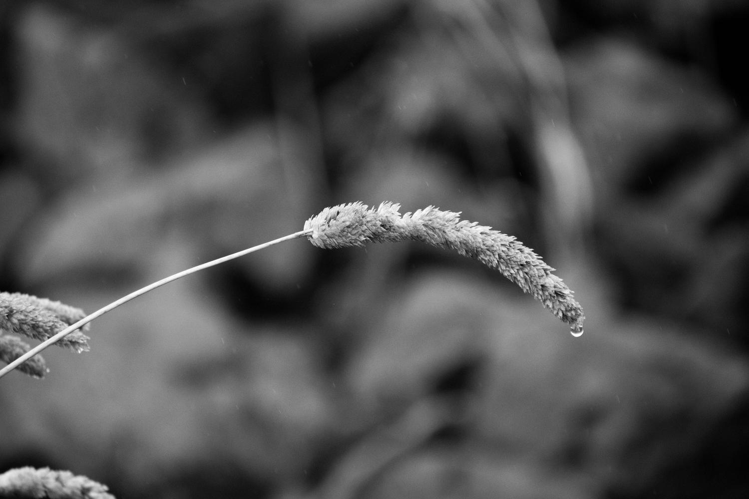 Primer plano minimalista en blanco y negro de una gota de agua sobre una hoja, representando la fotografía meditativa y el mindfulness.