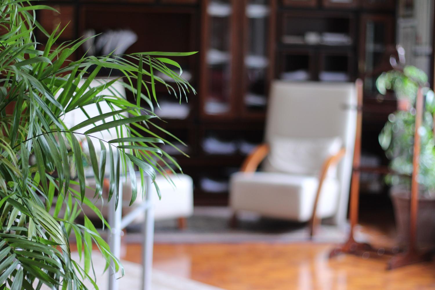 Espacio interior sereno y acogedor con plantas y mobiliario cómodo, ejemplificando el concepto de 'Setting' necesario para una experiencia psicodélica segura.